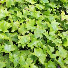 Image result for Senecio deltoideus