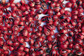 It grows well from sea level upto about 1300m above msl. What Is Required To Grow Nutmeg