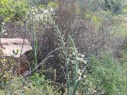 Image result for Albuca nigritana