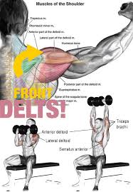 How To Anterior Delts Training Cwiczenia Miesnie Brzucha Bicepsy