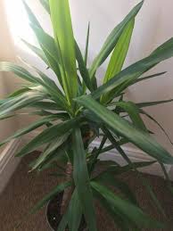 Maybe you would like to learn more about one of these? Show Me A Picture Of A Yucca Plant Osera