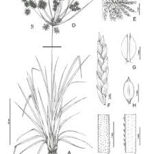 Image result for Alinula sp.