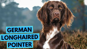 German longhaired pointer's has average obedience intelligence. German Longhaired Pointer Top 10 Interesting Facts Youtube