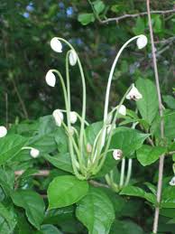 Image result for Strophanthus bequaertii