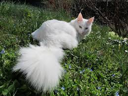 This is a list of species that appear in the cbs show zoo. Turkish Angora Wikipedia