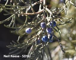 Image result for Cupressaceae