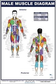 Muscular system female chart laminated wall chart. Exercise Books And Posters Male Muscle Diagram Poster Laminated Fitness Workout