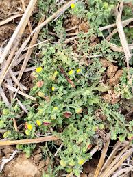 Image result for Grangea maderaspatana