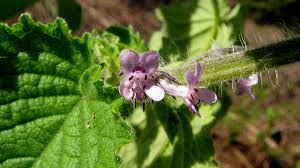 Image result for Mesosphaerum suaveolens