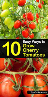 10 Easy Ways To Grow Cherry Tomatoes In 2021 Growing Cherry Tomatoes Cherry Tomato Plant Care Cherry Tomato Plant