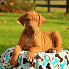 Find the perfect rhodesian ridgeback puppy for sale at puppyfind.com. Timber Rhodesian Ridgeback Puppy For Sale In Pennsylvania