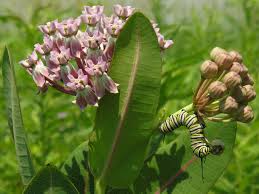 Prairie Milkweed Flowers Profile Monarch Caterpillar Dines On It S Flowers Beautiful Color On Those Flowers Milkweed Flower Asclepias Milkweed