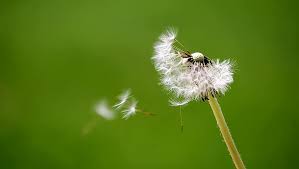 diente de león, respiración, viento, flor, naturaleza, semillas, soplo |  Pikist