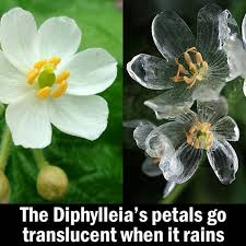 Graines De Fleur Squelette Diphylleia Grayi Vivace X 20 Etsy Graines De Fleurs Faire Pousser Des Fleurs Planter Des Fleurs