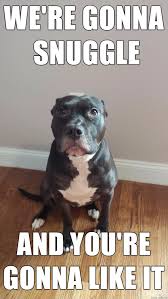 Its Pitbull Awareness Month Post Funny Animals Funny Animal Pictures Funny Animal Memes
