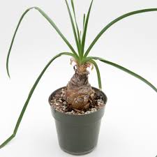 Image result for Boophone