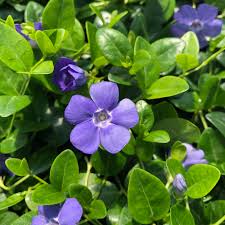 Image result for Vinca minor