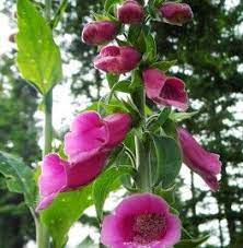 Foxglove Flower Essence I Am Activation Of The Higher Heart Through Forgiveness And Unconditional Love Tree Flower Remedy Flower Essences Healing Flowers