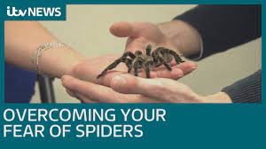 1.first of all, imagine that spiders look like this up close at your hands and suddenly you realize that even you are made of spiders and it's all over and it wouldn't have been this way if only you had conquered your fear when you still could. How Do You Overcome A Fear Of Spiders Itv News Youtube