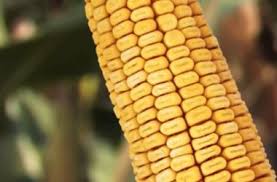 Tehnologia pentru cultura porumbului la densitate maximă pentru atingerea unei producții de minim 20 de tone la hectar, folosind un hibrid dekalb. Porumb Rodbun Grup BucureÈti