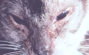 Visit beaverton pet clinic in beaverton, or and save 25% on your vet bill with a pet plan by pet assure. Northwest Animal Allergy Dermatology