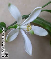 Image result for Turraea robusta