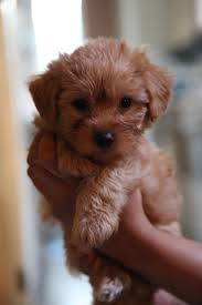Black And Tan Yorkie Poo Full Grown If You Adore Poodles Then You Will Absolutely Love Our Collection Of Best Selling T Shirts Mugs Etc For Poodle Lo Yorkie Poo Puppies Yorkie Poodle Yorkie Poo