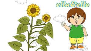 612 60 mawar mawar merah vas. Mengenal Bunga Matahari Puri Animation Youtube