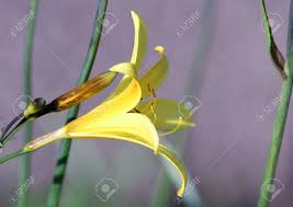 Check spelling or type a new query. Side View Of Yellow Lily Flower In The Garden Stock Photo Picture And Royalty Free Image Image 83431194