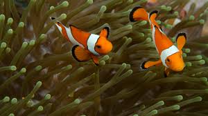 Image result for clownfish