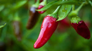 These 9 Peppers Will Reward You All Season Long Chilli Plant Pepper Plants Seeds