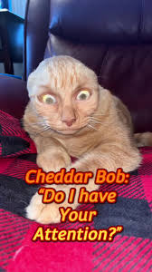 Cheddar Bob's Funny Cat Adventures