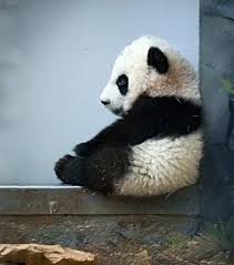 26 Animals Sitting Like Humans Cute Animals Happy Animals Cute Baby Animals