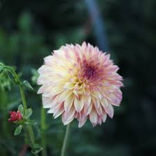 Pin On The Flower Hat Dahlias
