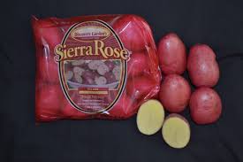She sticks an old rose stem inside a potato. Red Rose Potato Near Me