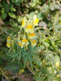 Flowers of South Devon Coast Sept 2020