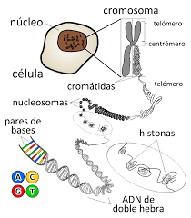 Ácido desoxirribonucleico - Wikipedia, la enciclopedia libre