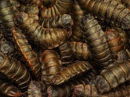 If you spot tiny black worms in your toilet, they are probably drain fly larvae. Inside The Controversial World Of Composting Toilets Inside Science