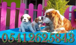 Cavalier King Charles Ozellikleri Cavalier King Charles King Charles Cavalier