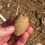 Image result for Balanites maughamii