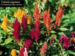 Image result for Celosia argentea