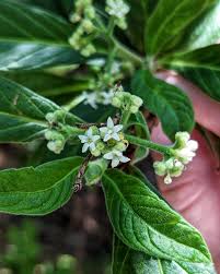 Image result for Psychotria palustris