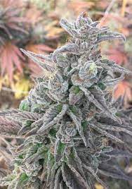 Mimosa Marijuana Clones Cannabis Plants Marijuana Seeds
