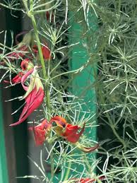Image result for Lotus berthelotii
