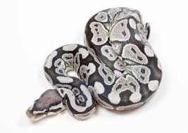 Axanthic Black And White Ball Python Vpi Axanthic True Ghost Ball Python By Bradford Cole Morphmarket Usa Ball Python Ball Python Morphs Pet Snake