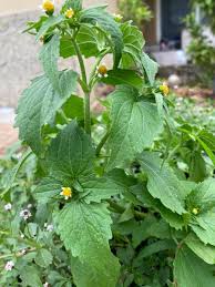 Image result for Galinsoga quadriradiata