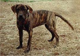 Treeing Tennessee Brindle Sure Looks Like Our Lucy Brindle Farm Dogs Breeds