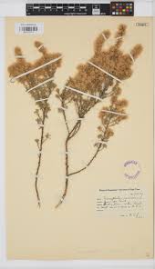 Image result for Eriocephalus racemosus