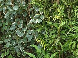 Image result for Polyscias fruticosa