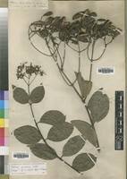 Image result for Usteria guineensis